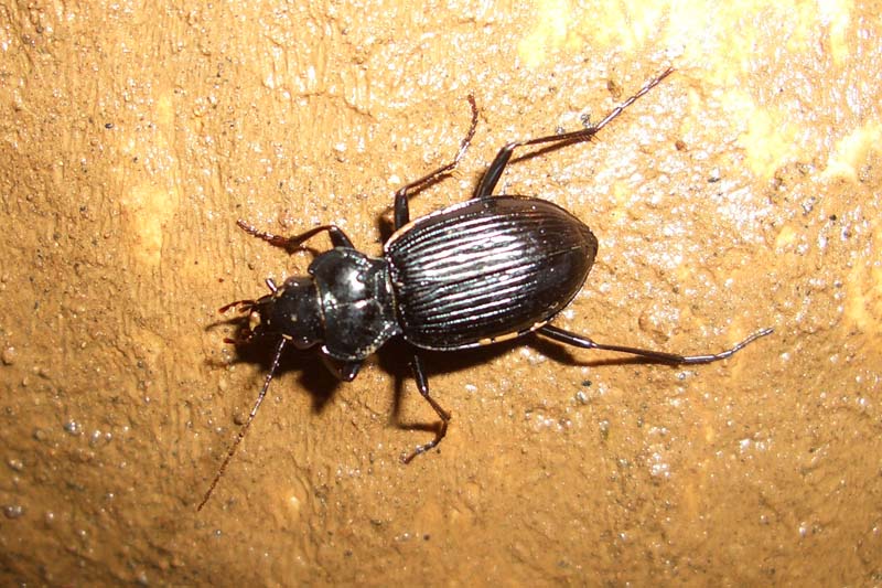 Nebria kratteri :  grotta a circa -80 metri
